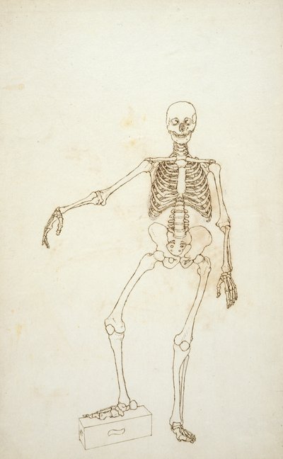 Studie av den mänskliga figuren, anterior View, från "En jämförande anatomisk utläggning av människokroppens struktur med en tiger och en vanlig fågel" av George Stubbs