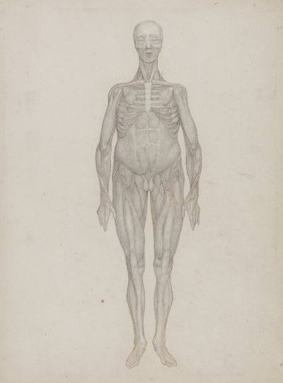 Studie av människofiguren, anterior View, från 