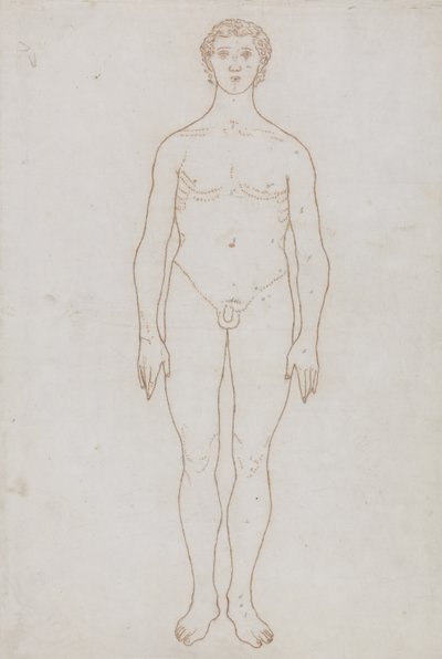 Studie av den mänskliga figuren, anterior View, från 