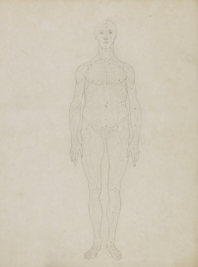 Studie av den mänskliga figuren, anterior View, från "En jämförande anatomisk beskrivning av människokroppens struktur med en tiger och en vanlig fågel" av George Stubbs