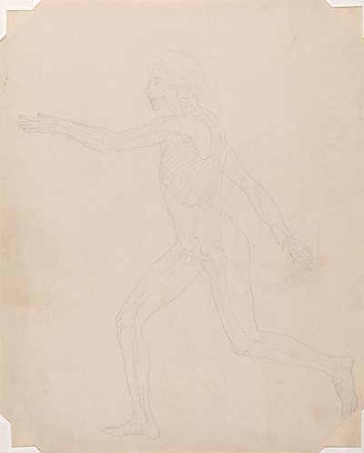 Studie av människofiguren, sidovy, en jämförande anatomisk beskrivning av människokroppens struktur med en tiger och en höns, ca 1795-1806 (grafit på patronpapper) av George Stubbs