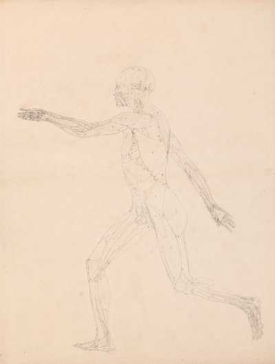Studie av människofiguren, sidovy, diagram för nyckel till tabell XIII, från A Comparative Anatomical Exposition of the Structure of the Human Body with the structure of a Tiger and a Common Fowl, 1795-1806 (g av George Stubbs