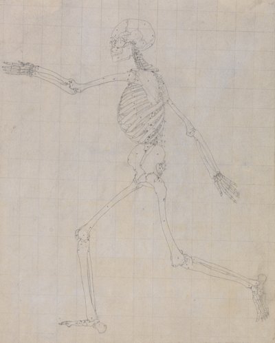 Studie av människofiguren, sidovy, avslutad studie för Tabell III, från En jämförande anatomisk beskrivning av människokroppens struktur med en tiger och en höns, 1795-1806 (gr. av George Stubbs