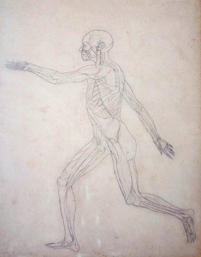 Studie av människofiguren, sidovy, från en jämförande anatomisk beskrivning av människokroppens struktur med en tiger och en höns, ca 1795-1806 (grafit på patronpapper) av George Stubbs