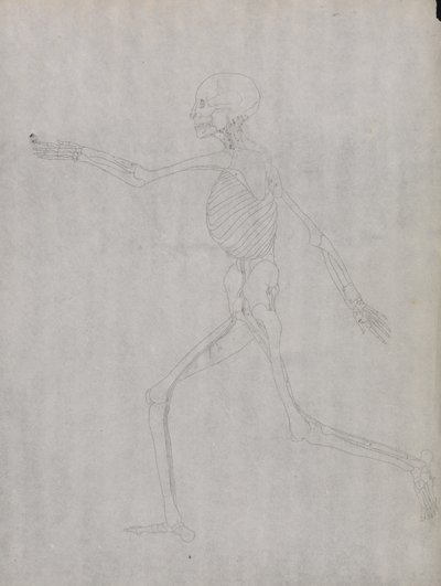 Studie av människofiguren, sidovy, från en jämförande anatomisk beskrivning av människokroppens struktur med en tiger och en höns, 1795-1806 (grafit på kraftigt vävt papper) av George Stubbs