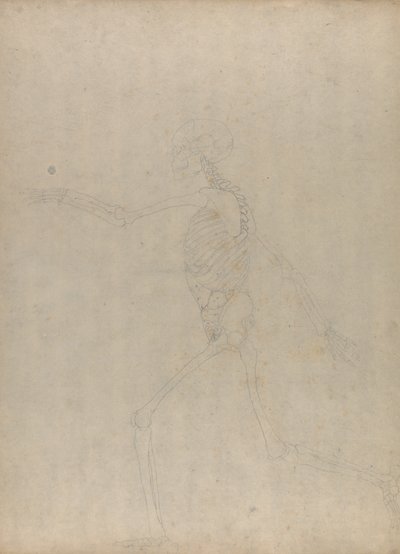 Studie av människofiguren, sidovy, från en jämförande anatomisk beskrivning av människokroppens struktur med en tiger och en höns, 1795-1806 (grafit på kraftigt vävt papper) av George Stubbs