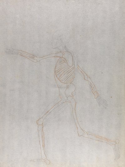 Studie av människofiguren, sidovy, från en jämförande anatomisk beskrivning av människokroppens struktur med en tiger och en fågelhöna, 1795-1806 (grafit och röd krita på tunn w av George Stubbs