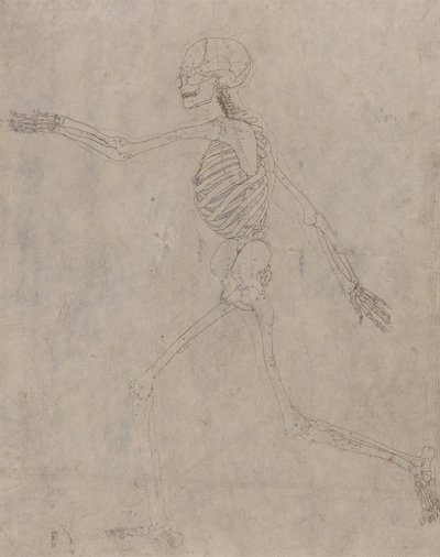 Studie av människofiguren, sidovy, från en jämförande anatomisk beskrivning av människokroppens struktur med en tiger och en höns, 1795-1806 (grafit med bläck på tung väv av George Stubbs