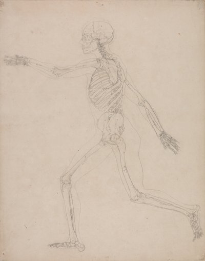 Studie av människofiguren, sidovy, från en jämförande anatomisk beskrivning av människokroppens struktur med en tiger och en höns, 1795-1806 (grafit på kraftigt vävt papper) av George Stubbs
