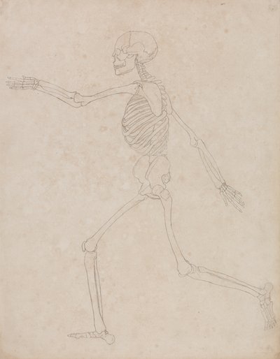 Studie av människofiguren, sidovy, från en jämförande anatomisk beskrivning av människokroppens struktur med en tiger och en höns, 1795-1806 (grafit på kraftigt vävt papper) av George Stubbs