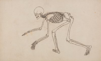 Studie av människofiguren, sidovy, från en jämförande anatomisk beskrivning av människokroppens struktur med en tiger och en höns, 1795-1806 (penna och bläck över grafit på väv av George Stubbs