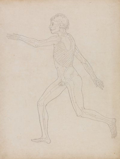 Studie av människofiguren, sidovy, från en jämförande anatomisk beskrivning av människokroppens struktur med en tiger och en höns, 1795-1806 (grafit på kraftigt vävt papper) av George Stubbs