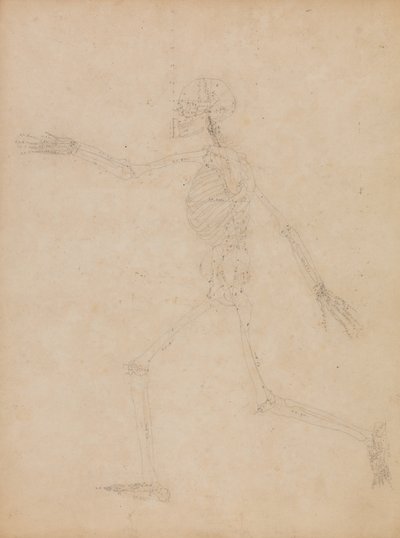 Studie av människofiguren, sidovy, från "En jämförande anatomisk beskrivning av människokroppens struktur med en tiger och en vanlig fågel" av George Stubbs