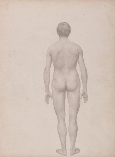 Studie av människofiguren, posterior vy, odissekerad, avslutad studie för tabell VII, från en jämförande anatomisk beskrivning av människokroppens struktur med en tiger och en fågelhöna av George Stubbs