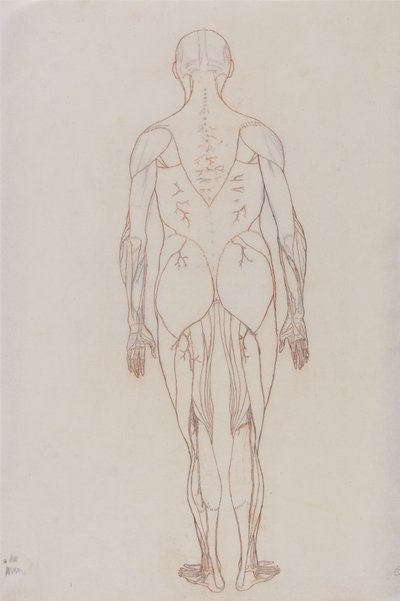 Studie av människofiguren, bakifrån, från en jämförande anatomisk utläggning av människokroppens struktur med en tiger och en höns, ca 1795-1806 (röd krita på patronpapper) av George Stubbs