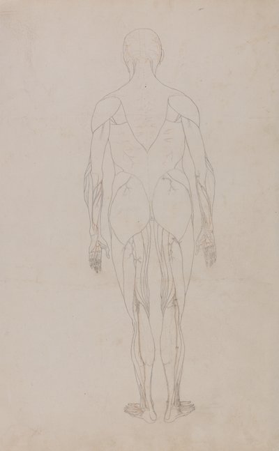 Studie av människofiguren, bakifrån, från en jämförande anatomisk beskrivning av människokroppens struktur med en tiger och en höns, ca 1795-1806 (grafit och bläck på papper) av George Stubbs