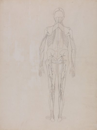 Studie av människofiguren, bakifrån, från en jämförande anatomisk utläggning av människokroppens struktur med en tiger och en höns, ca 1795-1806 (grafit på patronpapper) av George Stubbs