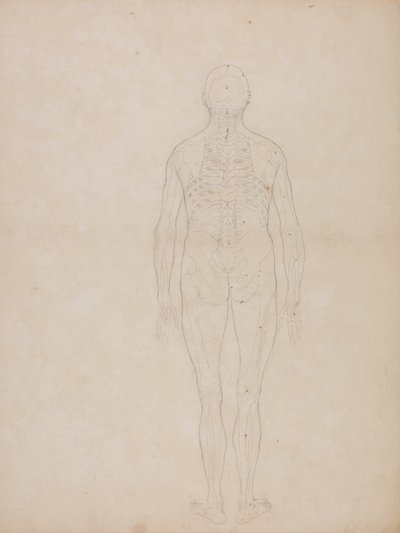 Studie av människofiguren, bakifrån, från en jämförande anatomisk utläggning av människokroppens struktur med en tiger och en höns, ca 1795-1806 (grafit på patronpapper) av George Stubbs