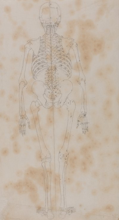 Studie av människofiguren, bakifrån, från en jämförande anatomisk utläggning av människokroppens struktur med en tiger och en höns, ca 1795-1806 (grafit på papper) av George Stubbs