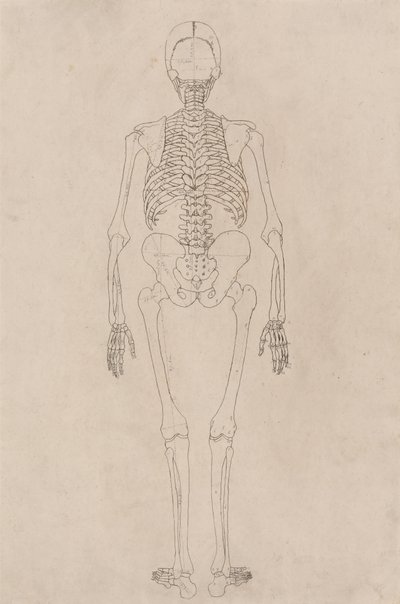 Studie av människofiguren, bakifrån, från en jämförande anatomisk utläggning av människokroppens struktur med en tiger och en höns, ca 1795-1806 (bläck på patronpapper) av George Stubbs