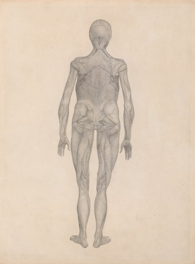 Studie av människofiguren, posteriorvy, med hud och underliggande fasciavävnader borttagna, från A Comparative Anatomical Exposition of the Structure of the Human Body med en Tiger och en Comm av George Stubbs