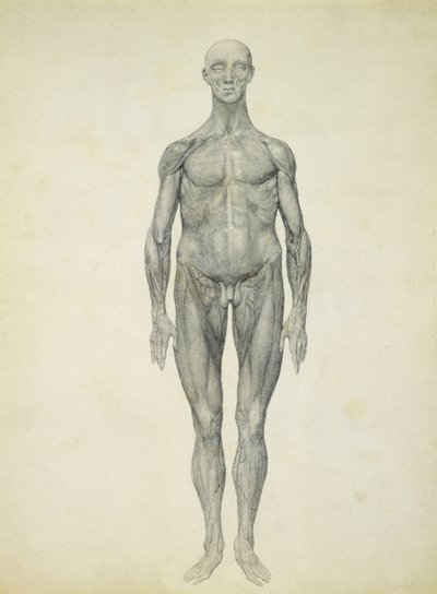 Människofiguren, framifrån, från serien "A Comparative Anatomical Exposition of the Structure of the Human Body with the of a Tiger and a Common Fowl" av George Stubbs