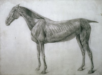 The Study of Muscles: Ecorche-teckning sett från flanken, från 13:e anatomiska bordet, från hästens anatomi, 1766 av George Stubbs