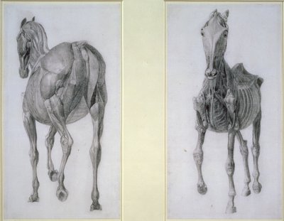 Studiet av muskler: vyer framifrån och bakifrån, från 13:e anatomiska tabellen, från hästens anatomi, 1766 av George Stubbs