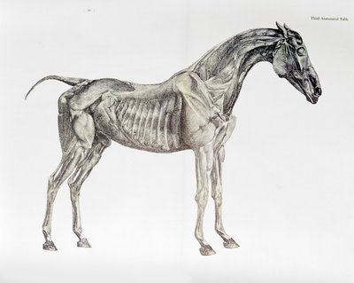 Tredje anatomiska tabellen, från "The Anatomy of the Horse" av George Stubbs