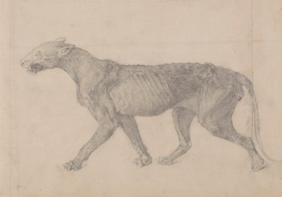 Tigerkropp, sidovy (första av nio teckningar av ett annat exemplar av tiger) av George Stubbs