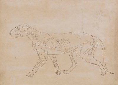 Tigerkropp, sidovy (konturritning för en nyckelfigur) av George Stubbs