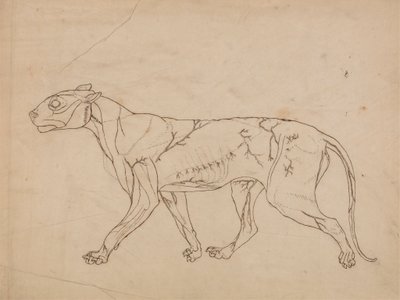 Tigerkropp, sidovy (översiktsstudie av ytmusklerna och deras blodtillförsel, troligen gjord för en nyckelfigur) av George Stubbs