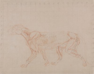 Tigerkropp, sidovy (Studie av det fjärde steget av dissektion som visar de djupare musklerna) av George Stubbs