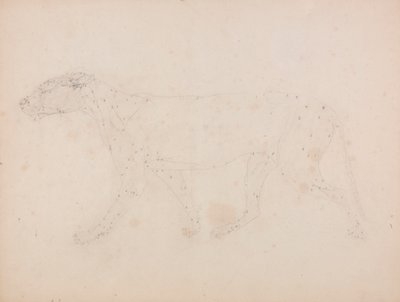Tiger kropp, sidovy (studie av musklerna för nyckelfiguren till tabell IX) av George Stubbs