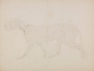 Tigerkropp, sidovy (Studie av de övre lagren av muskler och deras blodtillförsel förberedd för nyckeltalet i Tabell XIV) av George Stubbs