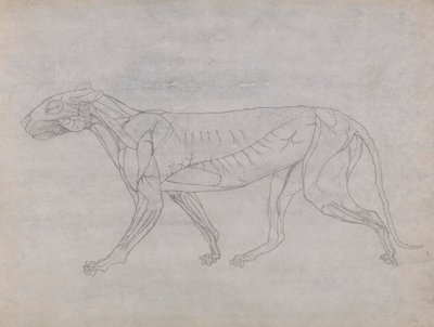 Tigerkropp, sidovy av George Stubbs