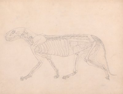 Tigerkropp, sidovy av George Stubbs