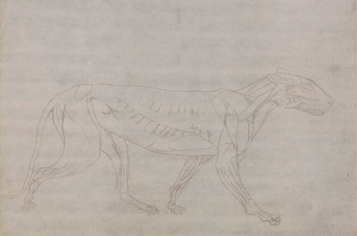 Tiger kropp, sidovy av George Stubbs
