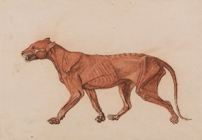 Tigerkropp, sidovy av George Stubbs