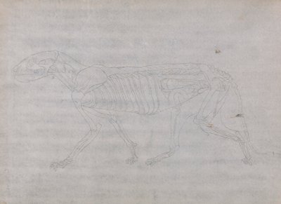 Tigerkropp, sidovy av George Stubbs