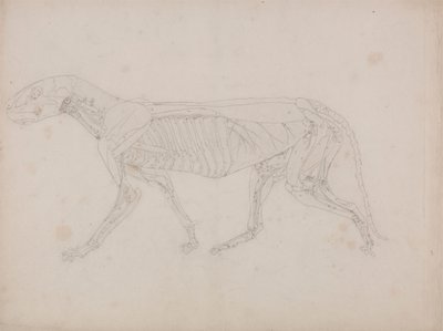 Tigerkropp, sidovy av George Stubbs