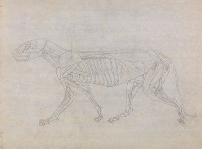Tigerkropp, sidovy av George Stubbs
