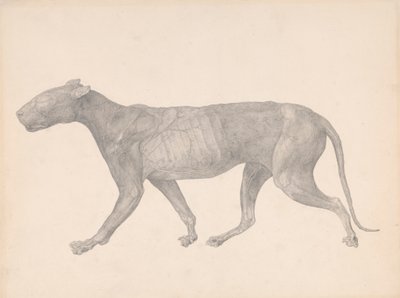 Tiger, sidovy, med hud och vävnad borttagen (färdig studie för tabell IX) av George Stubbs