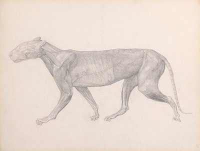 Tiger, sidovy, med bindväven som ligger över musklerna borttagen (avslutad studie för tabell XIV) av George Stubbs