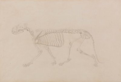Tigerskelett, sidovy (högt avslutad studie för tabell IV) av George Stubbs