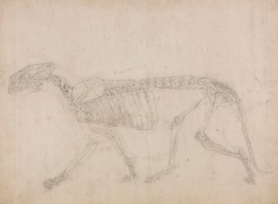 Tigerskelett, sidovy (förmodligen mästarstudien av skelettet) av George Stubbs