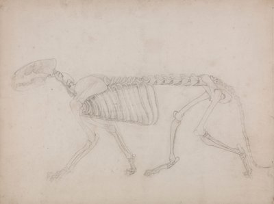 Tigerskelett, sidovy av George Stubbs