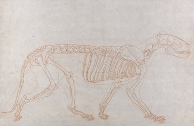 Tigerskelett, sidovy av George Stubbs