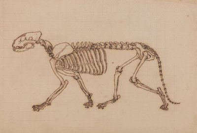 Tigerskelett, sidovy av George Stubbs