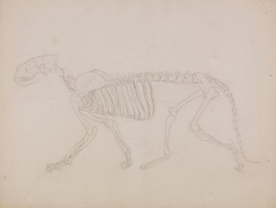 Tigerskelett, sidovy av George Stubbs